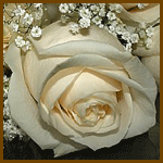 Белая роза с мерцанием
