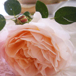 Красивая роза нежного цвета