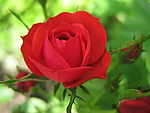 Красная роза на фоне зелени