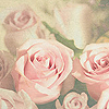 Бутоны нежных розовых роз