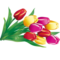 Желто-красные тюльпаны на 8 Марта