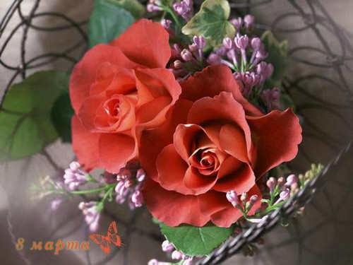 8 марта Красные розы