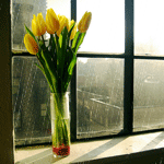 Букет жёлтых тюльпанов стоит на окне
