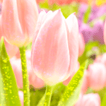  <b>Розовые</b> тюльпаны освещены солнцем  гифка анимация