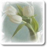 Белые тюльпаны для любимых
