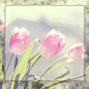  <b>Три</b> розовых тюльпана  гифка анимация