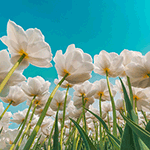  <b>Поле</b> из белых тюльпанов на фоне голубого неба  гифка анимация