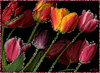 Бордовые тюльпаны на черном фоне
