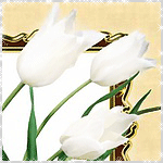 Белые тюльпаны склонили головки