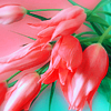 Розовые тюльпаны на розово-зеленом фоне