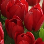  <b>Красные</b> тюльпаны. Вид сверху  гифка анимация
