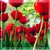  <b>Красные</b> тюльпаны прекрасны  гифка анимация