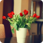  <b>Красивый</b> букет красных тюльпанов  гифка анимация