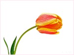 Первый весенний тюльпан