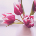 Нежные тюльпаны на розовом