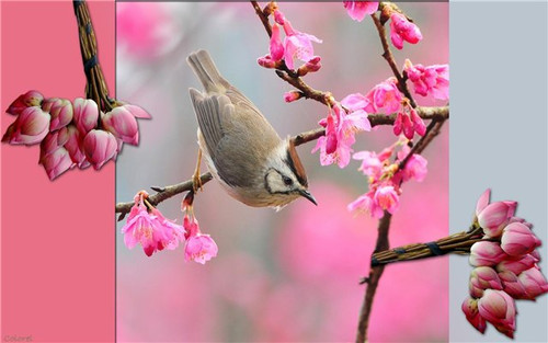 Птица на розовой цветущей ветке