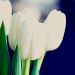 Белые тюльпаны для любимой