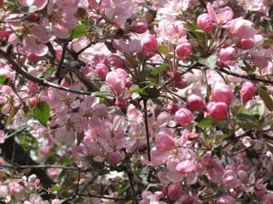 Весна.Яблоневый сад