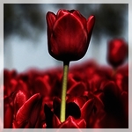  <b>Красные</b> тюльпаны в сумерки  гифка анимация