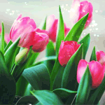  <b>Красивые</b> ярко-розовые тюльпаны  гифка анимация