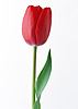  Красный тюльпан <b>свеж</b> и прекрасен  гифка анимация