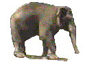  Слон прогуливается по <b>кругу</b>  гифка анимация