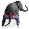  <b>Слон</b> в голубых брюках  гифка анимация