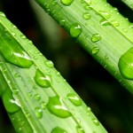  <b>Зеленые</b> стебли в капельках воды  гифка анимация