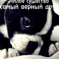 Черно-белый щенок (милое существо, самый верный друг)
