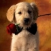 Белая собака с красной розой и черным бантом на шее