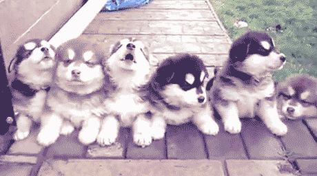 Шесть щенков