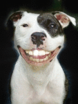 Зубастик, собака убийца со сверкающим зубом