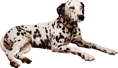 Анимированное фото лежащей собаки