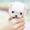 Милый щенок в руке