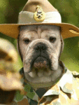 Пёс шериф