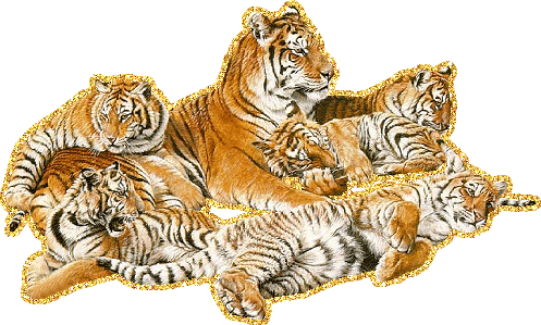 Мама с тигрятами. Как она их отличает - загадка