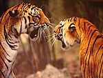 Встреча двух тигров. Агрессия