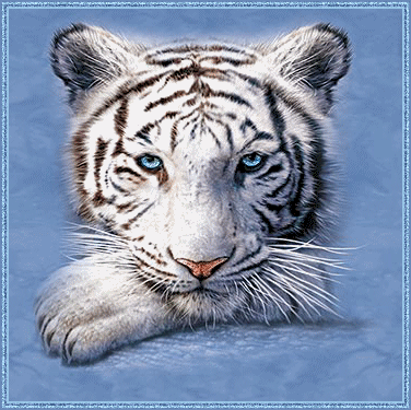 Красивая анимированная фотография тигра с голубыми глазами