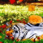 Тигр нежится в солнечных лучах