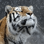 Тигр ловит снежинкм