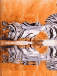 Тигр у воды