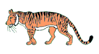 Тигр с белям пузиком