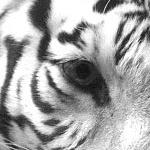 Тигриный глаз