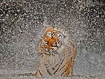 Тигр отряхивает свою шерсть от воды