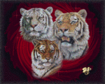 Три тигра