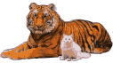 Тигр с другом котенком