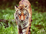 Тигр шагает по траве