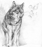 Карандашный набросок волка