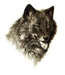 Волк (набросок карандашом)