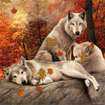 Волки в осеннюю пору
